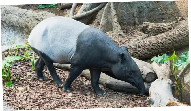 Mengapa Tapir Dilindungi? Ini Alasan, Aturan, dan Sanksinya