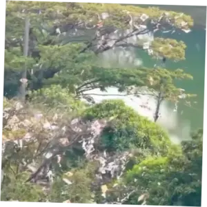 Pohon di Pinggir Kali Sunter Jakut Ini Jadi Sarang Layangan Nyangkut