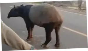 Tapir yang Viral Keliaran di Jalinsum Lampung Disembelih Warga