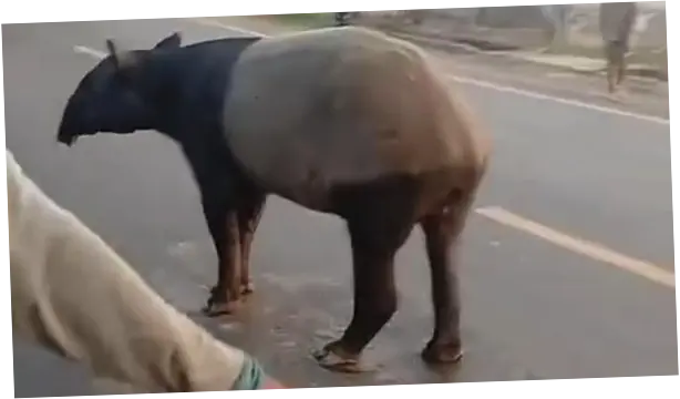 Tapir yang Viral Keliaran di Jalinsum Lampung Disembelih Warga